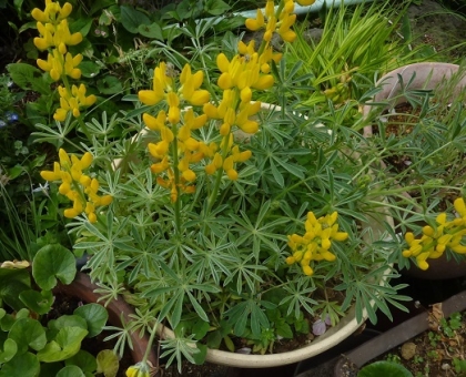P1400090.jpg
