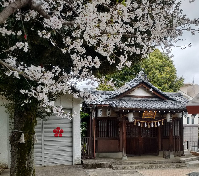 中野桜1