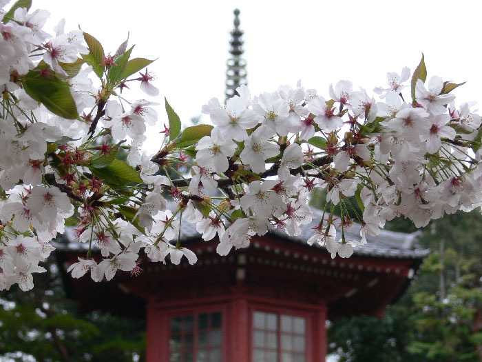 中野桜5