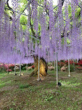 紫藤巨木