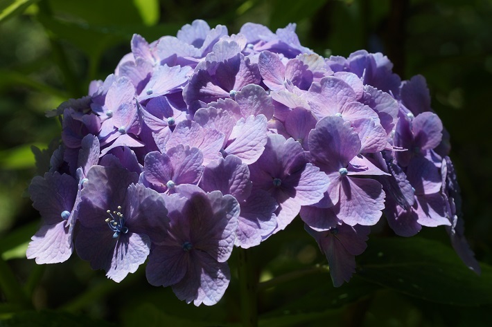 ギザギザ紫陽花046