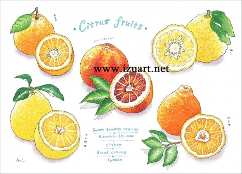 柑橘類 - コピー (2)