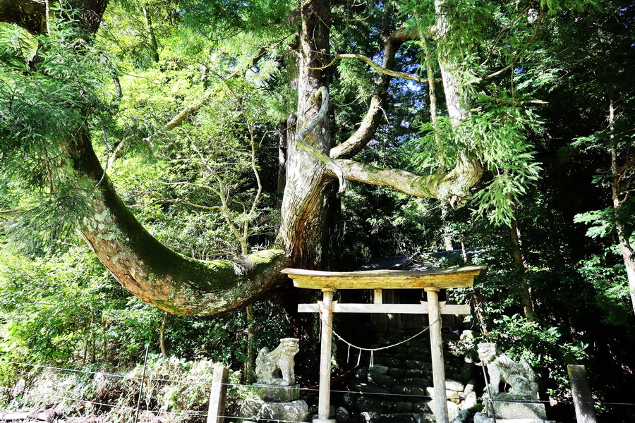 22-09-09安芸尾川二社神社の杉