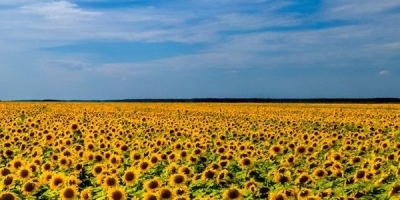 Ukrainian National Flag_Sky and Sunflower -03