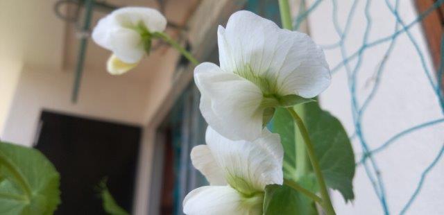 ベランダ春花 (4)