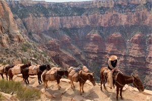 grand canyon donkey trail