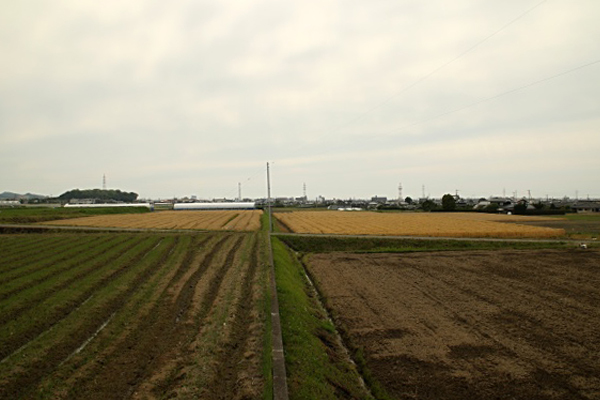 麦畑1