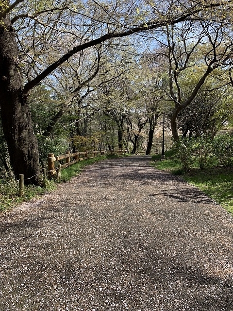 ４．６桜ケ丘公園