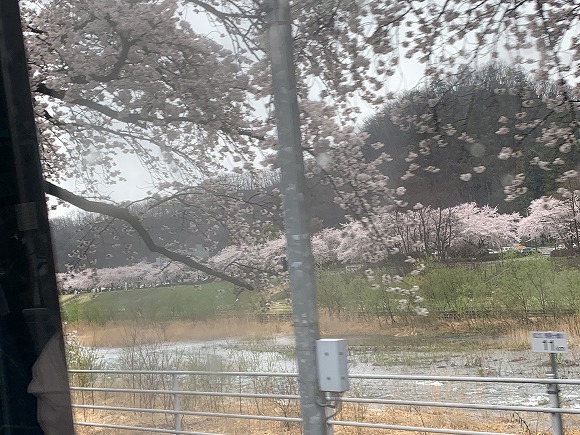 4.16桜紀行2