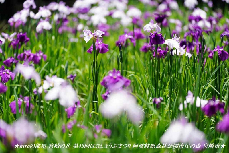 hiroの部屋 宮崎の花 第45回はなしょうぶまつり 阿波岐原森林公園市民の森 宮崎市