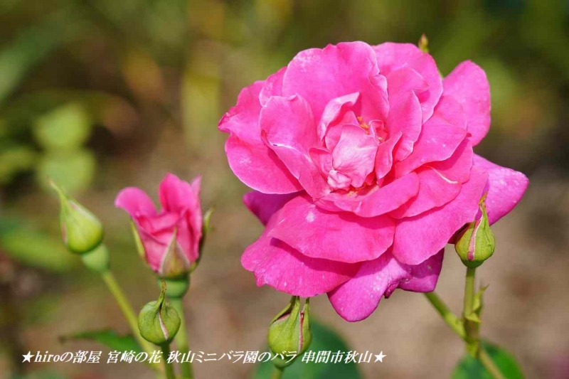 hiroの部屋 宮崎の花 秋山ミニバラ園のバラ