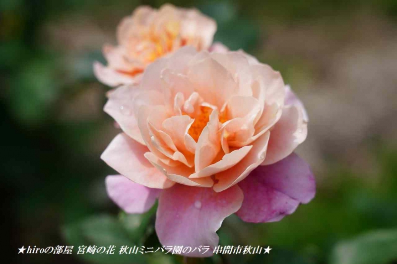 hiroの部屋 宮崎の花 秋山ミニバラ園のバラ