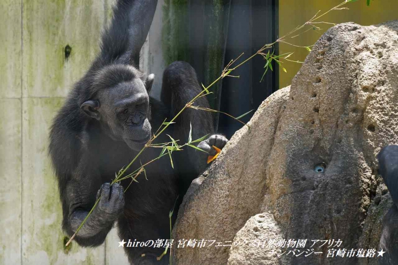 hiroの部屋 宮崎市フェニックス自然動物園 アフリカ　チンパンジー 宮崎市塩路