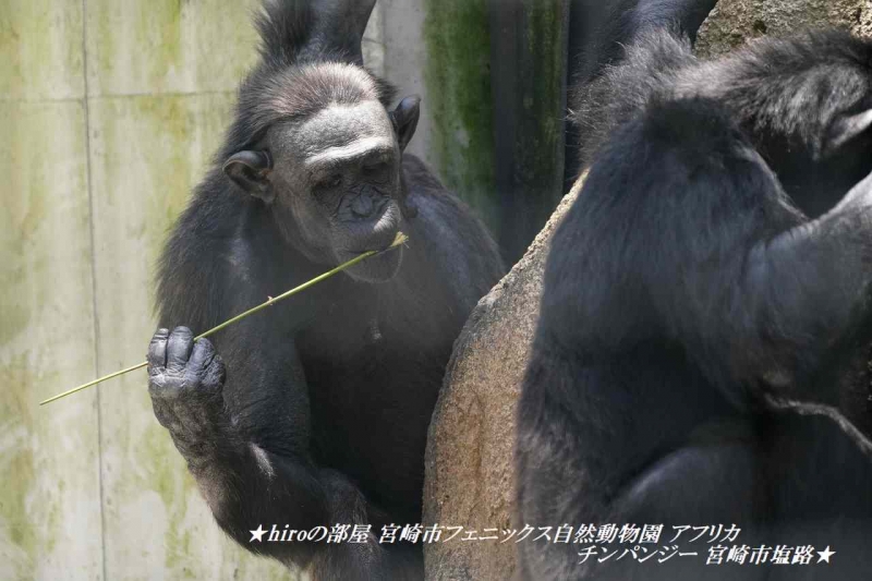 hiroの部屋 宮崎市フェニックス自然動物園 アフリカ　チンパンジー 宮崎市塩路