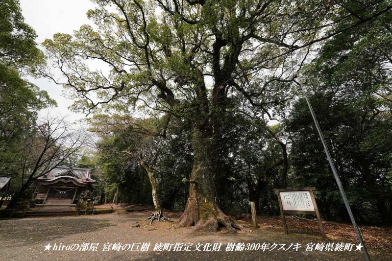 hiroの部屋 宮崎の巨樹 綾町指定文化財 樹齢300年綾神社クスノキ 宮崎県綾町