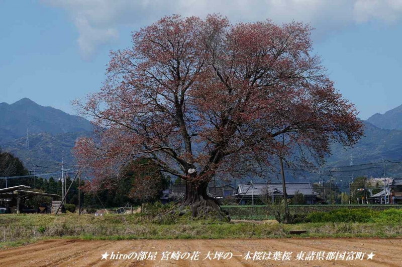 hiroの部屋 宮崎の花 大坪の一本桜は葉桜 東諸県郡国富町