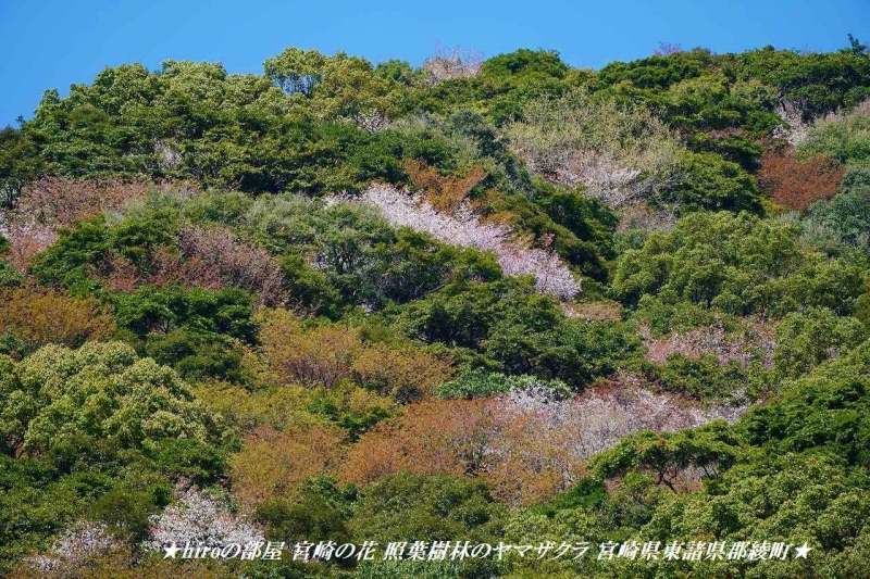 hiroの部屋 宮崎の花 照葉樹林のヤマザクラ 宮崎県東諸県郡綾町
