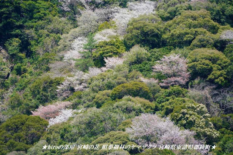 hiroの部屋 宮崎の花 照葉樹林のヤマザクラ 宮崎県東諸県郡綾町
