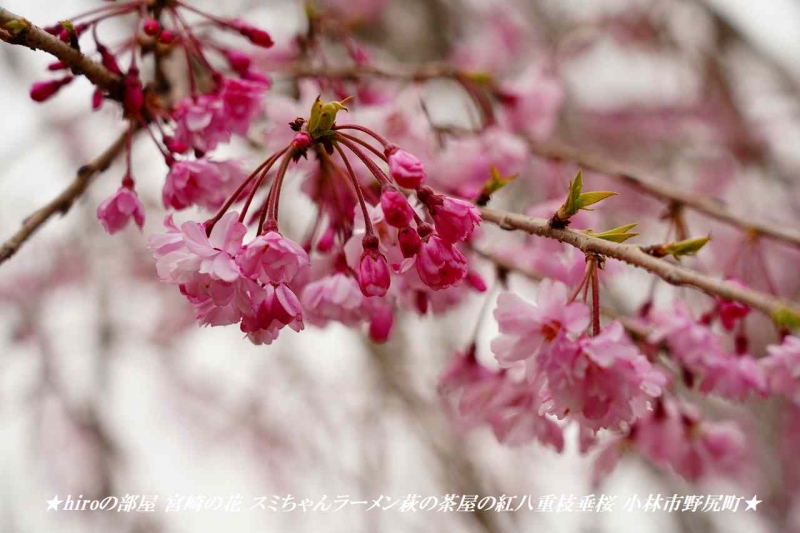 hiroの部屋 宮崎の花 スミちゃんラーメン萩の茶屋の紅八重枝垂桜 小林市野尻町