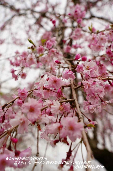 hiroの部屋 宮崎の花 スミちゃんラーメン萩の茶屋の紅八重枝垂桜 小林市野尻町