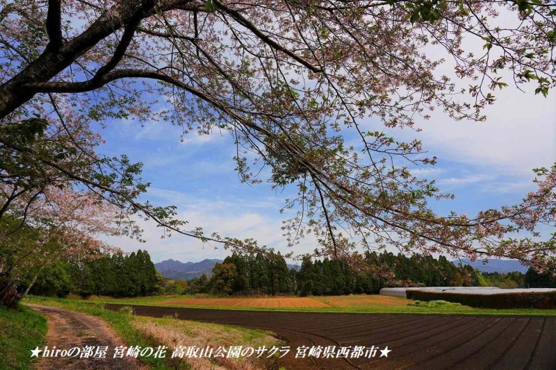 hiroの部屋 宮崎の花 高取山公園のサクラ 宮崎県西都市
