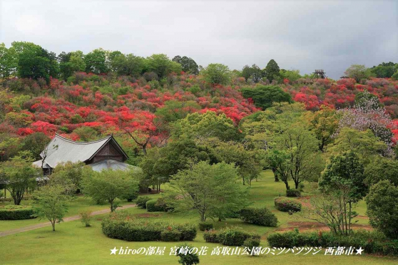 hiroの部屋 宮崎の花 高取山公園のミツバツツジ 西都市