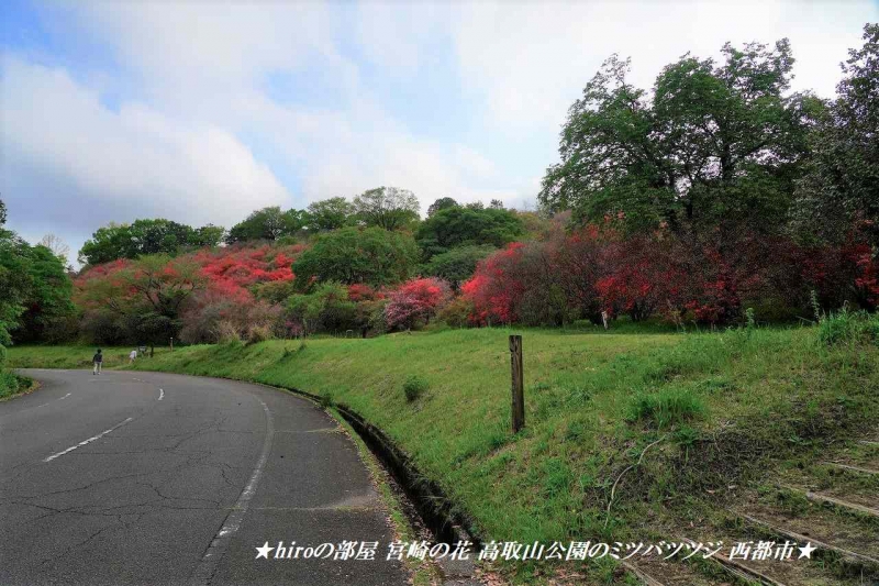 hiroの部屋 宮崎の花 高取山公園のミツバツツジ 西都市