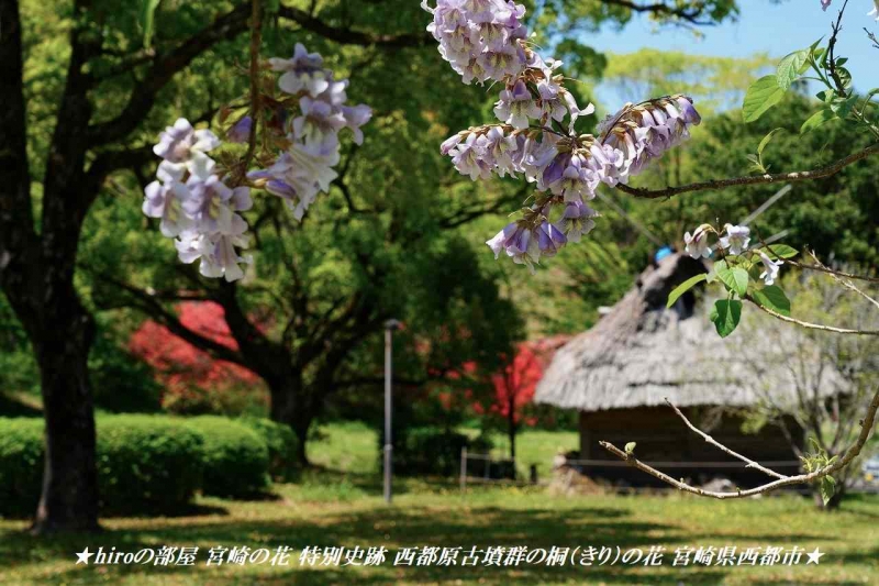 hiroの部屋 宮崎の花 特別史跡 西都原古墳群の桐（きり）の花 宮崎県西都市