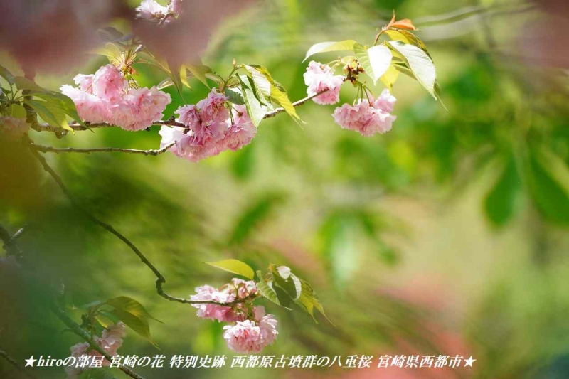 hiroの部屋 宮崎の花 特別史跡 西都原古墳群の八重桜 宮崎県西都市