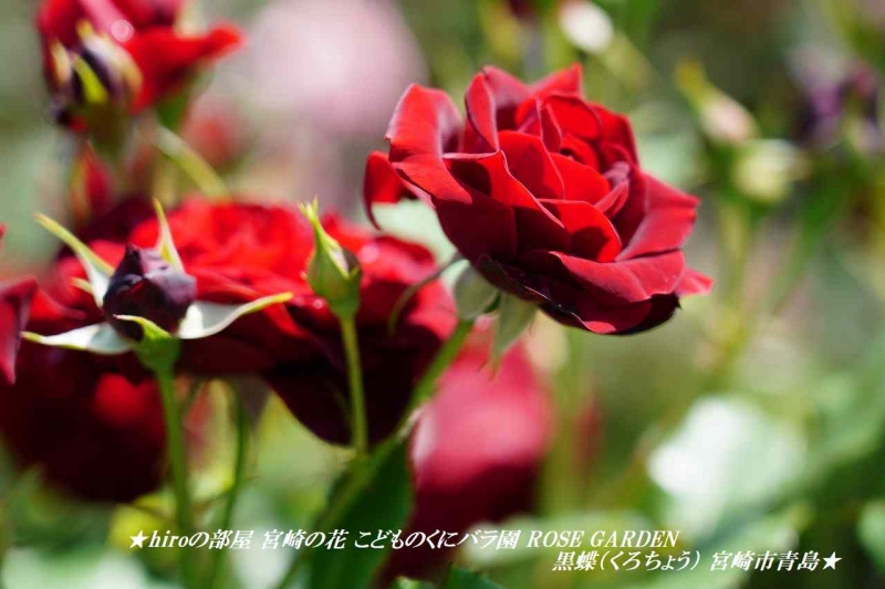 hiroの部屋 宮崎の花 こどものくにバラ園 ROSE GARDEN 黒蝶（くろちょう） 宮崎市青島