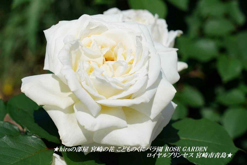 hiroの部屋 宮崎の花 こどものくにバラ園 ROSE GARDEN ロイヤルプリンセス 宮崎市青島