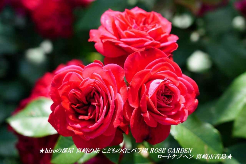 hiroの部屋 宮崎の花 こどものくにバラ園 ROSE GARDEN ロートケプヘン 宮崎市青島