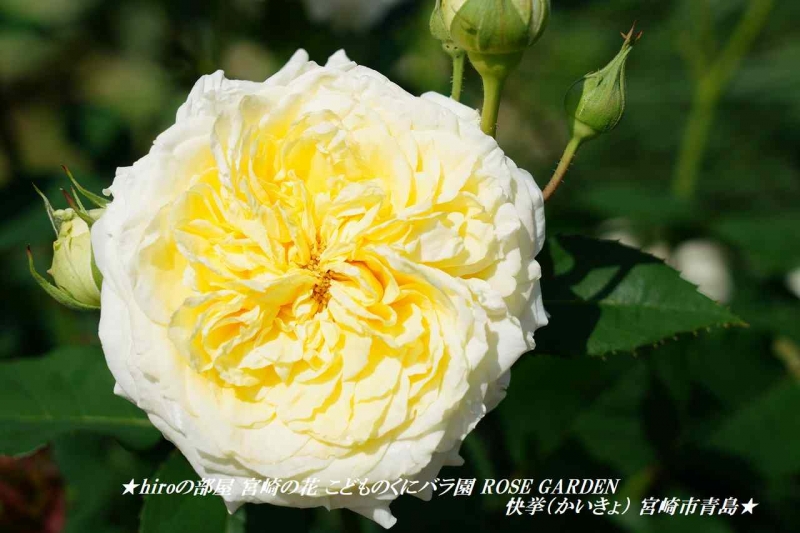 hiroの部屋 宮崎の花 こどものくにバラ園 ROSE GARDEN 快挙（かいきょ） 宮崎市青島
