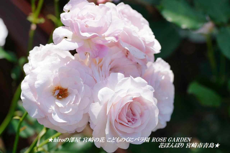 hiroの部屋 宮崎の花 こどものくにバラ園 ROSE GARDEN 花ぼんぼり 宮崎市青島