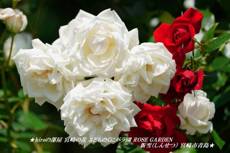 hiroの部屋 宮崎の花 こどものくにバラ園 ROSE GARDEN 新雪（しんせつ） 宮崎市青島