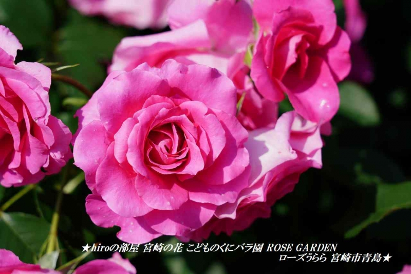 hiroの部屋 宮崎の花 こどものくにバラ園 ROSE GARDEN ローズうらら 宮崎市青島