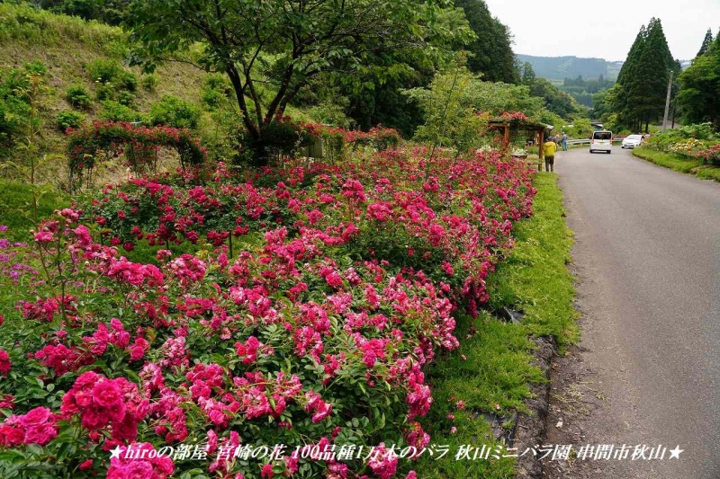 hiroの部屋 宮崎の花 100品種1万本のバラ 秋山ミニバラ園 串間市秋山