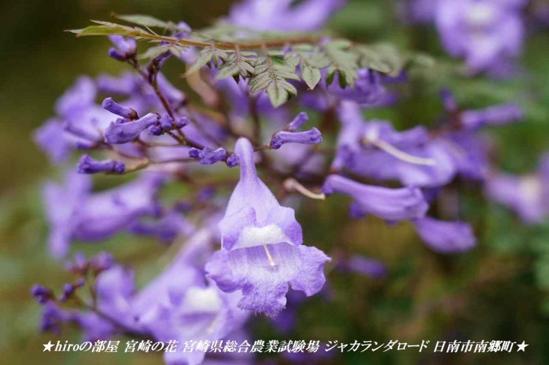 hiroの部屋 宮崎の花 宮崎県総合農業試験場 ジャカランダ咲いています 日南市南郷町
