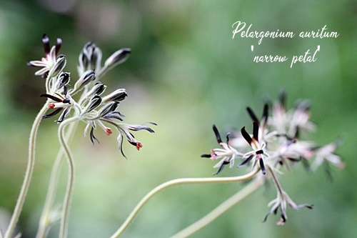 20220513 アウリツム ナロウペタルPelargonium auritum narrow petal