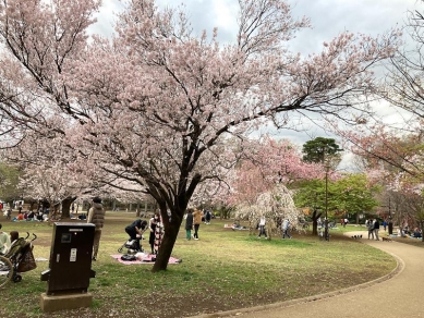 西園は桜の競演🌸
