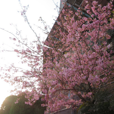 IMG_0385_0304近所の河津桜が満開_400