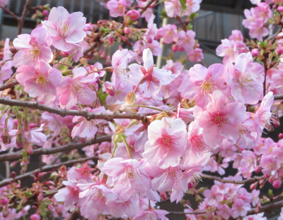 IMG_0386_0304近所の河津桜が満開cut_400
