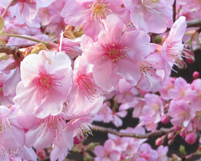 IMG_0386_0304近所の河津桜が満開Zoom_400