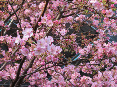 IMG_0384_0304近所の河津桜が満開_400
