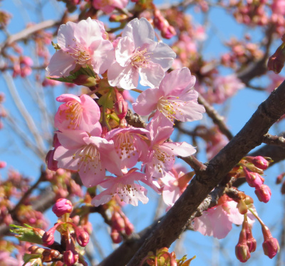 IMG_0278_0228猿江恩賜公園のカンザクラ：河津桜の花Zoom_400