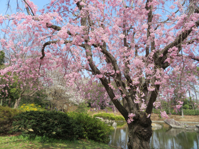 IMG_1115_0330和風庭園の枝垂れ桜の風景_400