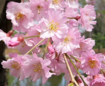 IMG_1118_0330和風庭園の枝垂れ桜の花Zoom_400