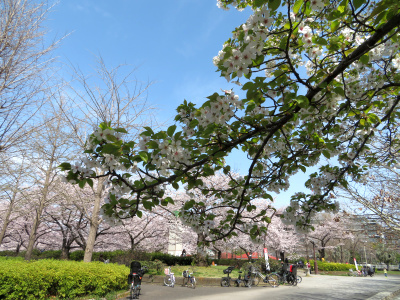 IMG_1168_0330葉桜とサクラ並木の風景_400
