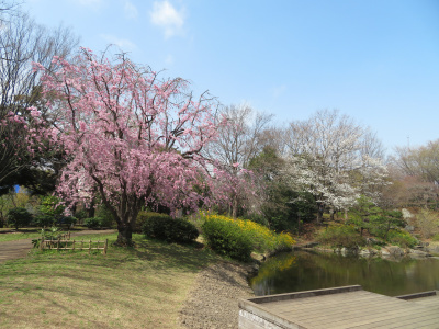 IMG_1110_0330和風庭園の枝垂れ桜の風景_400