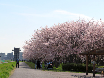 IMG_1456_0406千本桜並木満開の風景_400